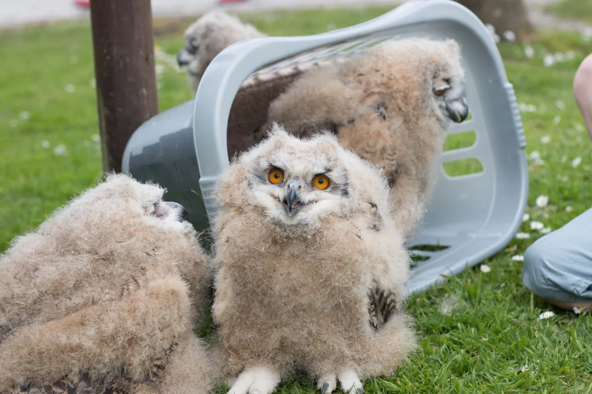 Screech Owl Sanctuary & Animal Park