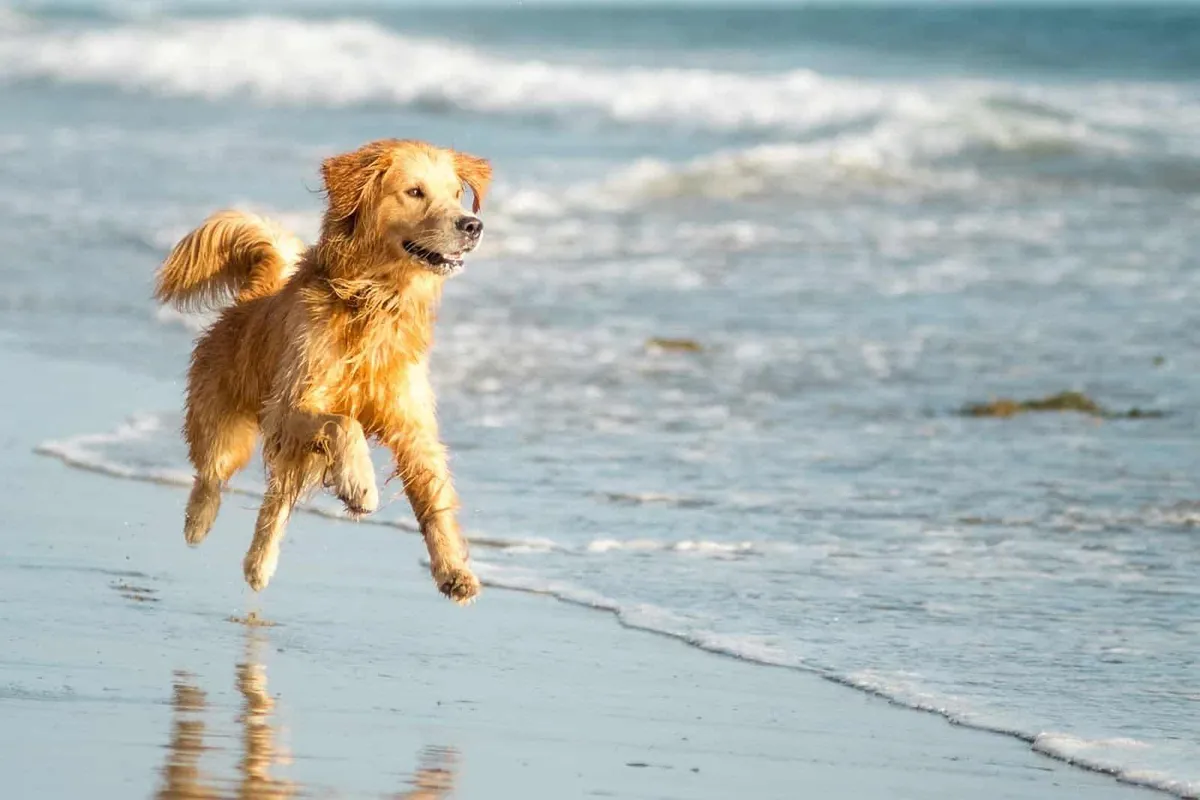 The Best Dog-Friendly Beaches in Cornwall