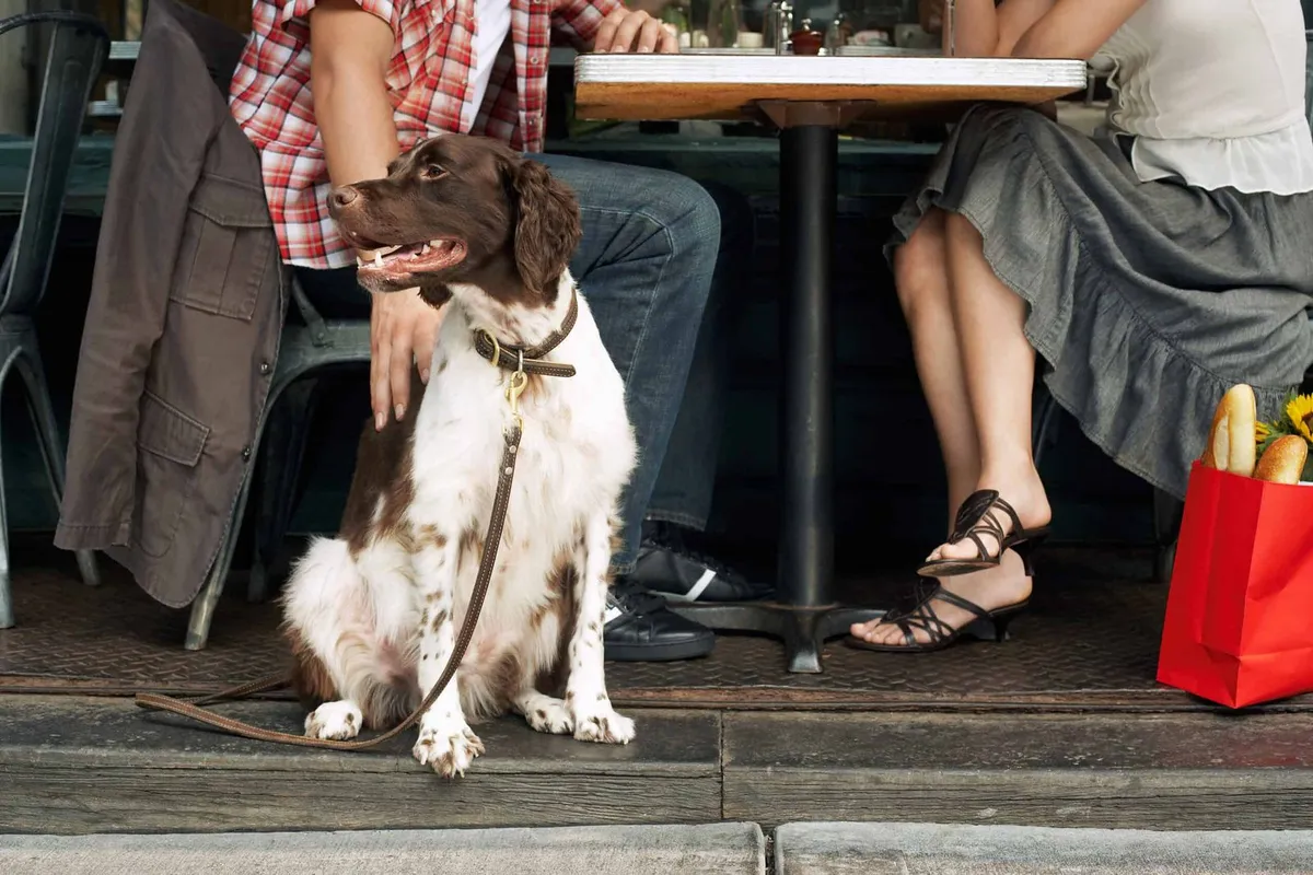 The Best Dog-Friendly Restaurants in Cornwall