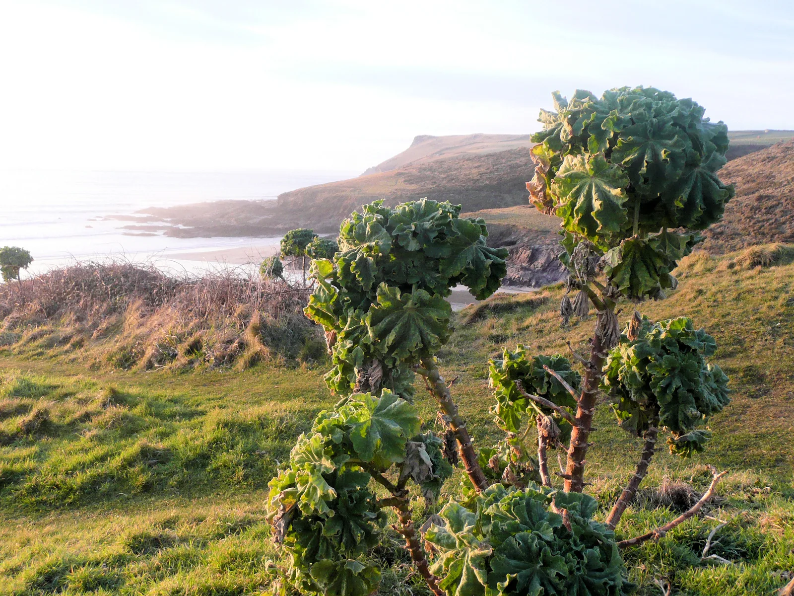New Polzeath