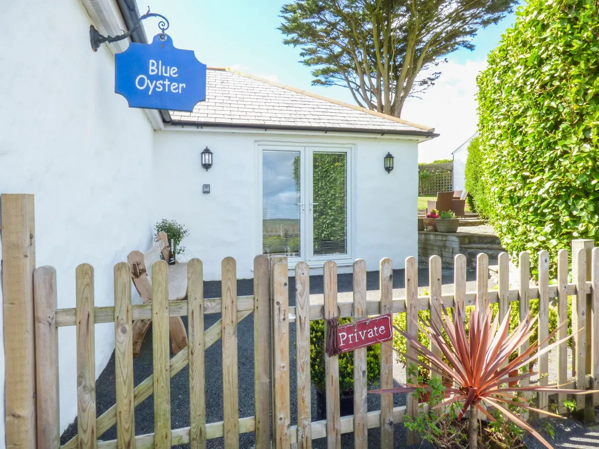 Blue Oyster