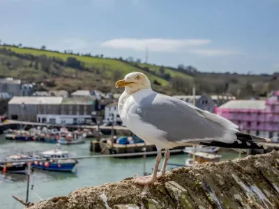 Mevagissey Quayside Cottage
