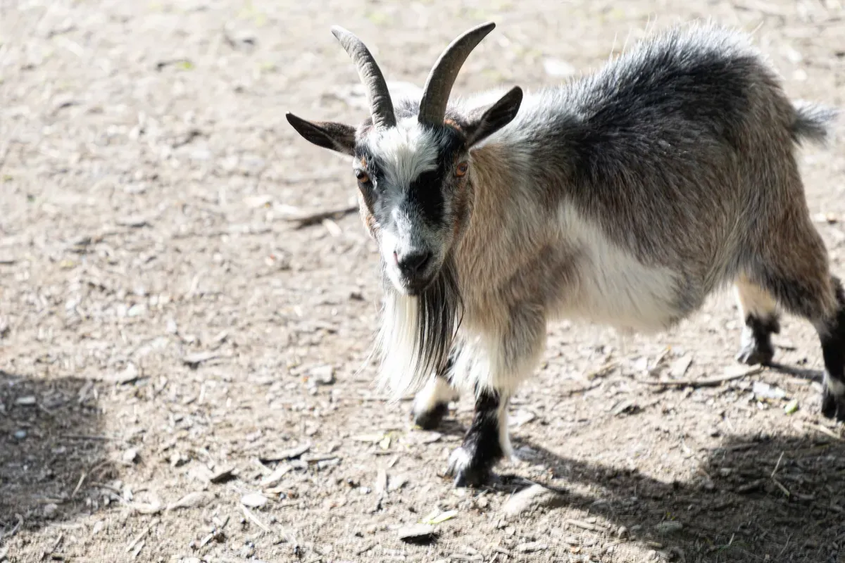 Neap Roundhouse, East Thorne