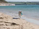 Padstow - The Linhay