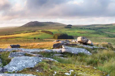 Polsue Gardens Mimosa