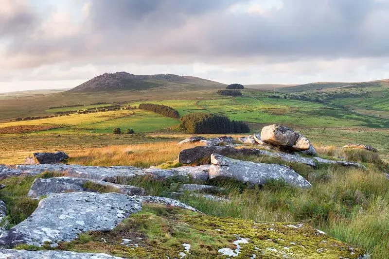Polsue Gardens Mimosa