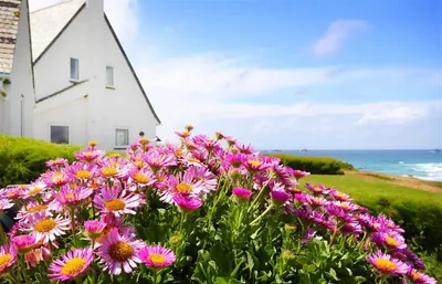 Roswidden on the cliff